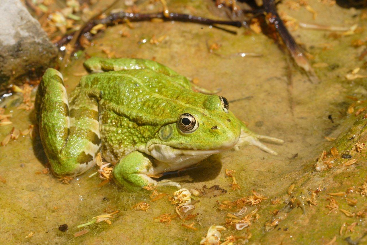 P. ridibundus? probabile alloctono (Romagna)